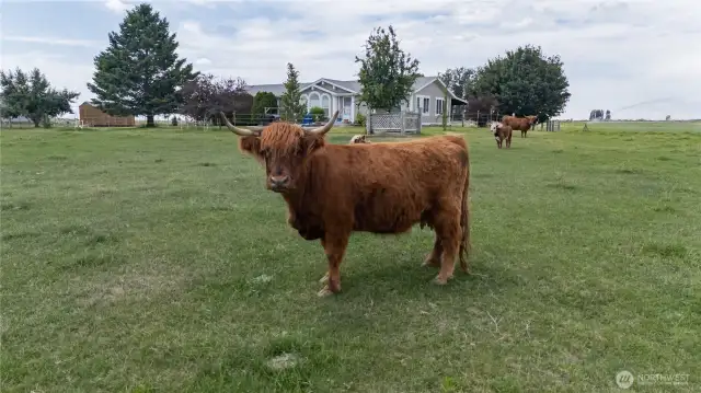 5 acres ready for your hobby farm. Cattle do not convey
