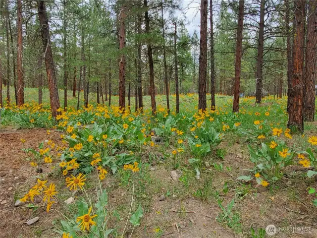 Balsamroot and other wildflowers cover 1 acre lot around this home. Pine-Treed canopy offers cool cover throughout the Summer.