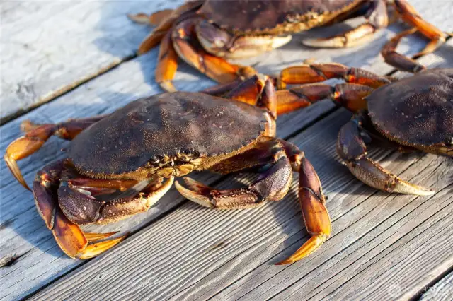 Enjoy your feast of crab, clams & oysters fresh from Hood Canal!