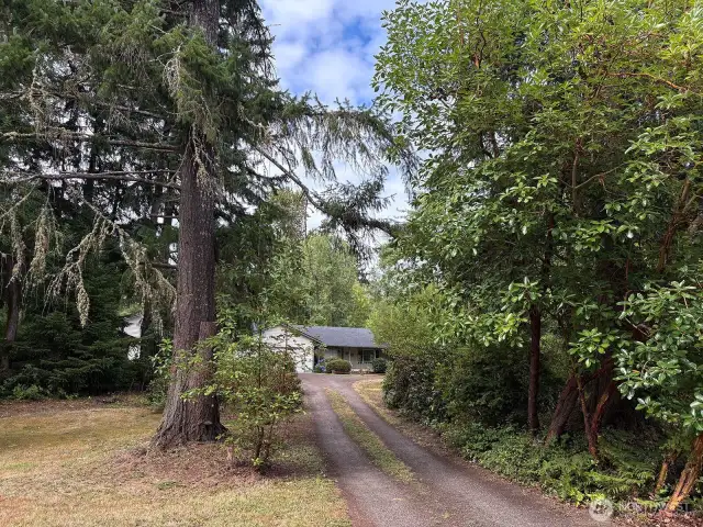 Private driveway framed by lush evergreens and mature foliage, setting the tone for this secluded Johnson Point retreat.