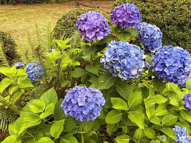 Garden lovers will appreciate the striking hydrangeas and established plantings.