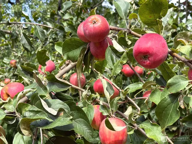 Front lawn apple tree—one of two varieties producing abundant seasonal fruit.