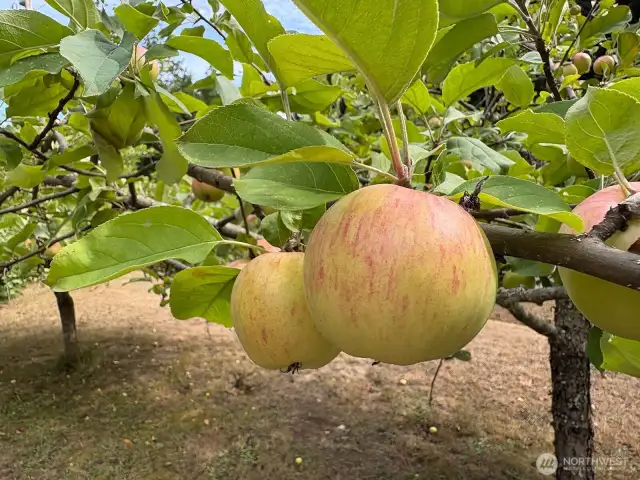 Another apple variety adds to the property’s fruitful charm and homestead appeal.