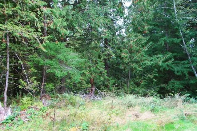 Looking East through the woods.