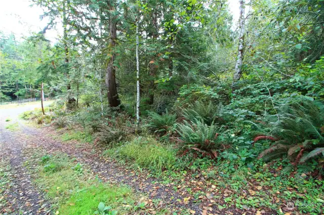 Driveway looking toward the fenced area and all of the natural beauty this property has to offer.