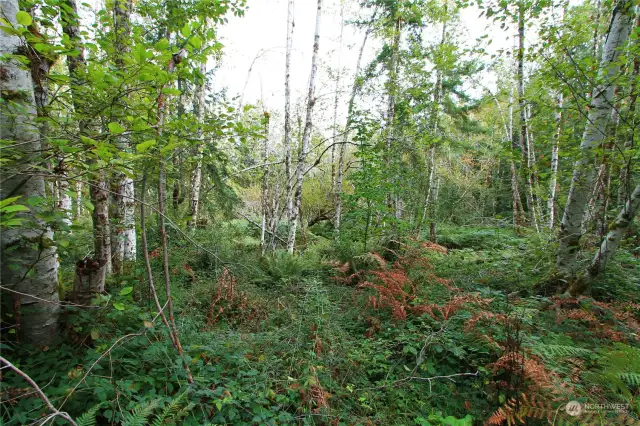 Looking North from driveway.