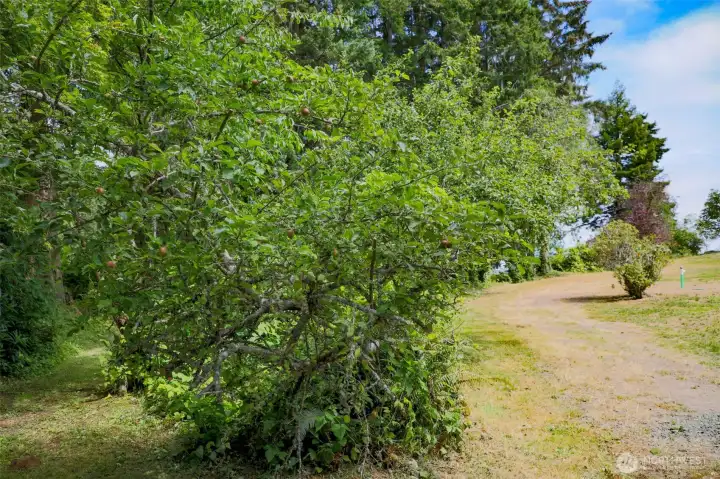 Fruit trees adorn the left side of entry. Fruit trees adorn the left side of entry.