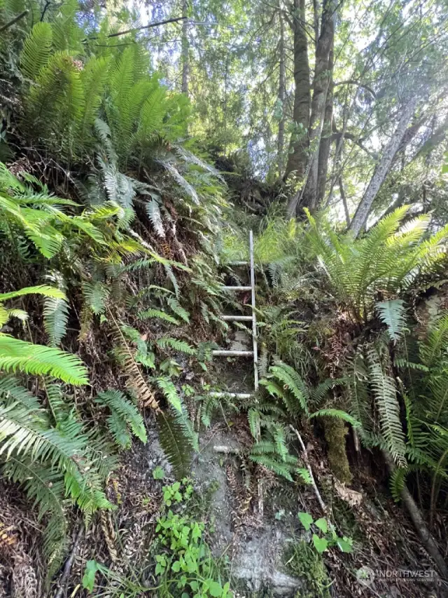 Ladder feature on trail