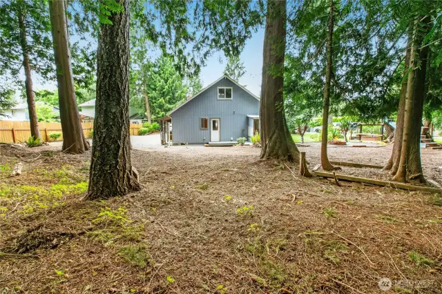 View of back forest