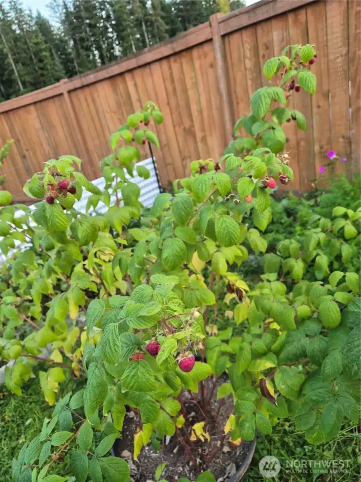 Garden in Bloom - Raspberries