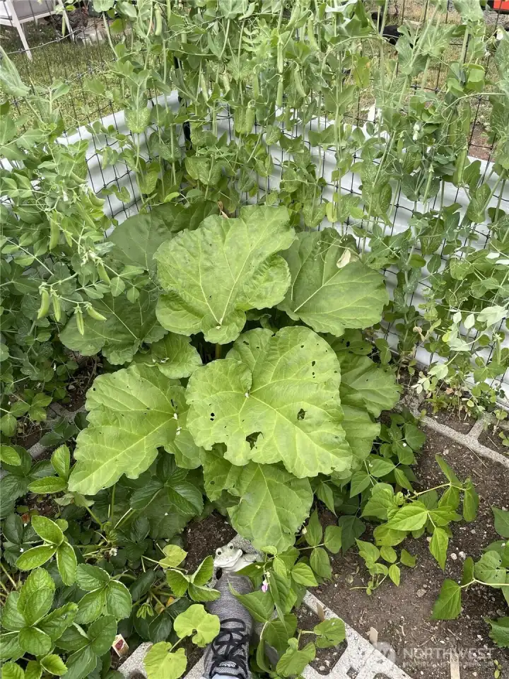 Garden in Bloom - Rhubarb