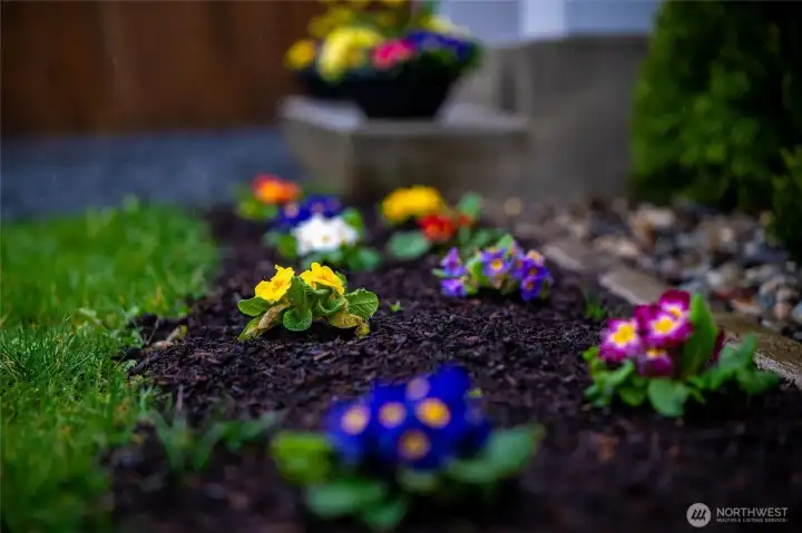 Colorful and Cheery Flowers