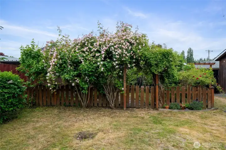 Backyard with garden