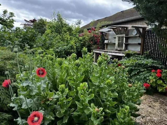 Back yard showing the rustic potting bench