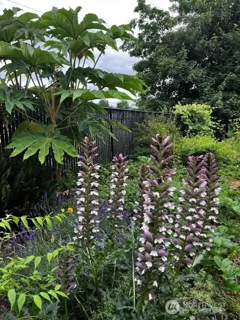 Unique plants give a magical feel