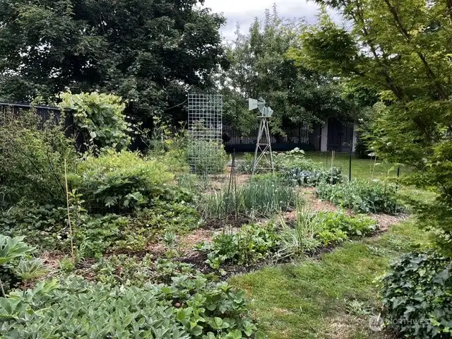 Back yard