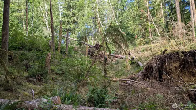 Tree covered cabin on 7511