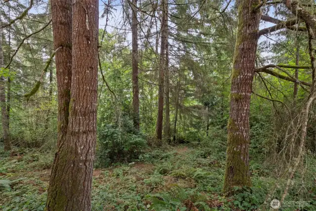 Mature Timber and Privacy.