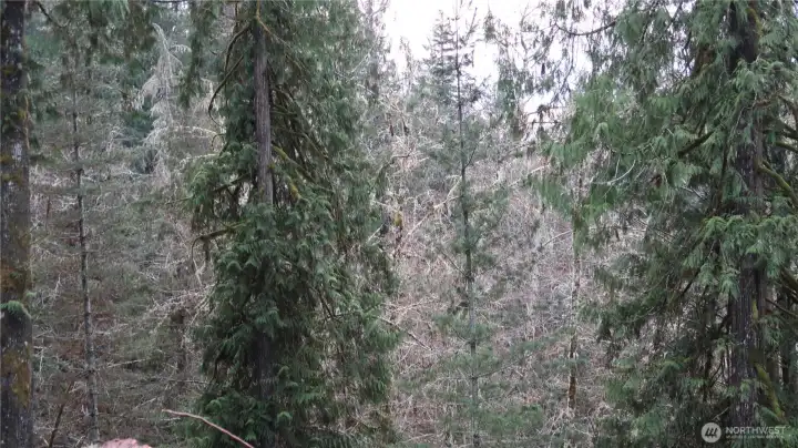 Big fir and cedar trees on the property.