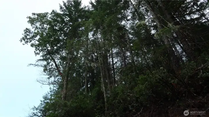 Huge extremely large size fir and cedar trees on the property.