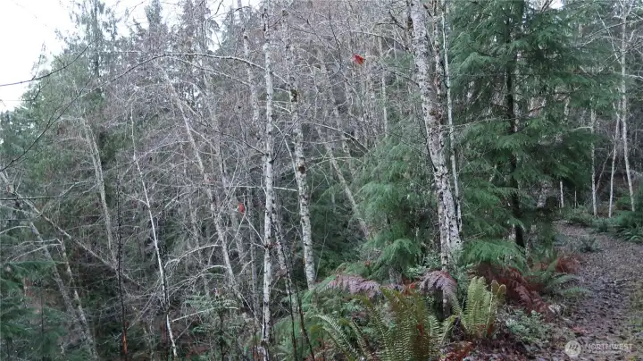 trees are some of the views you will have here.