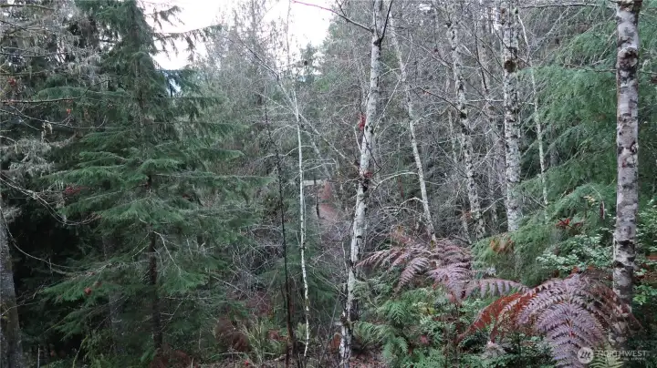 Cedar trees and a view of the driveway to the property.