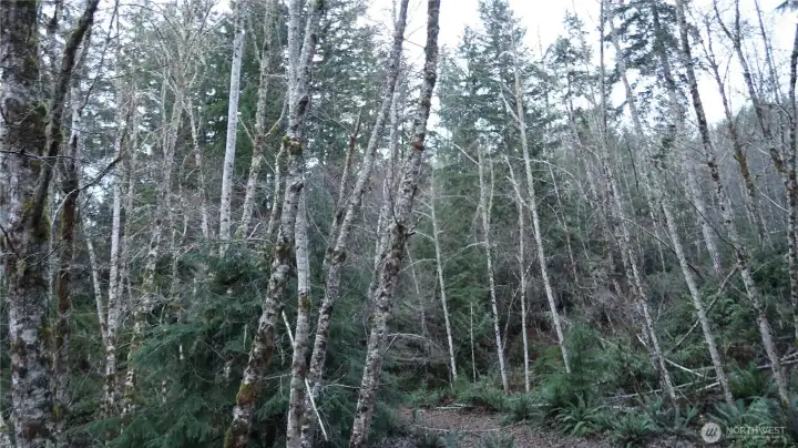 level spots are all over the property for building site.