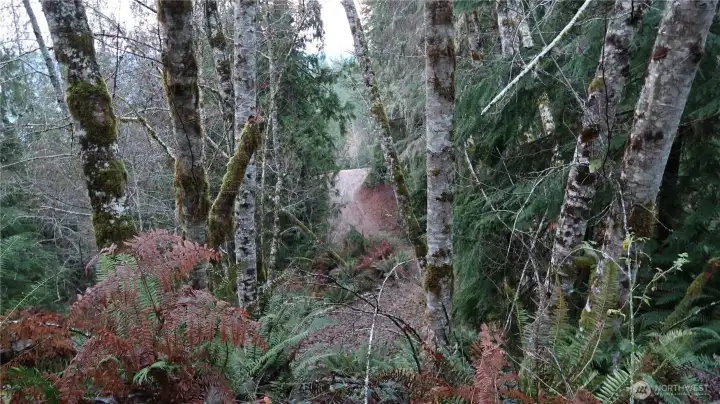 Driveway leading to the clear area.