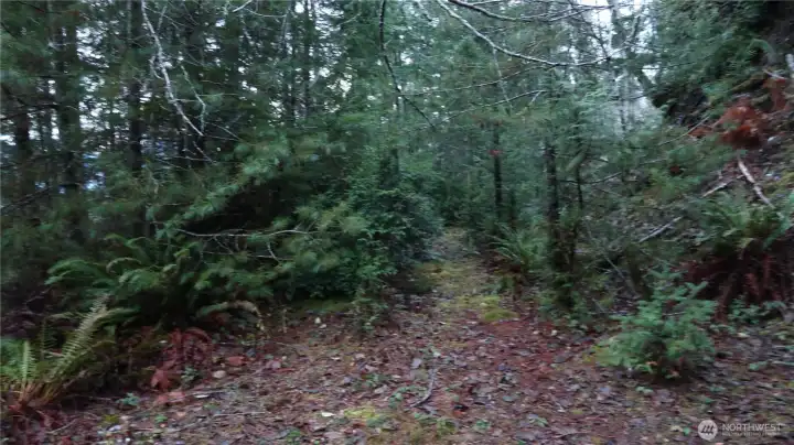 Old overgrown driveway goes though the property for more level area.