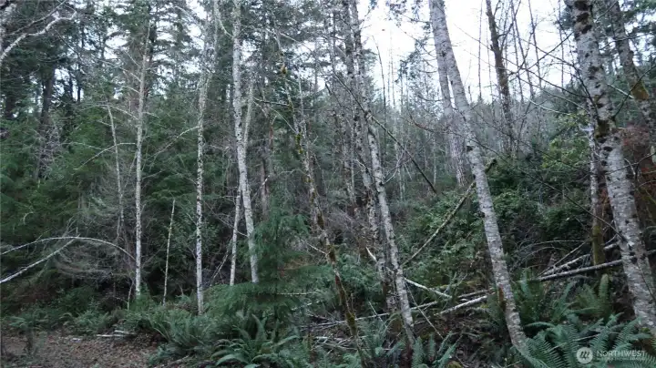 More level area on the property.