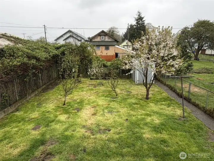 Back yard with budding fruit trees