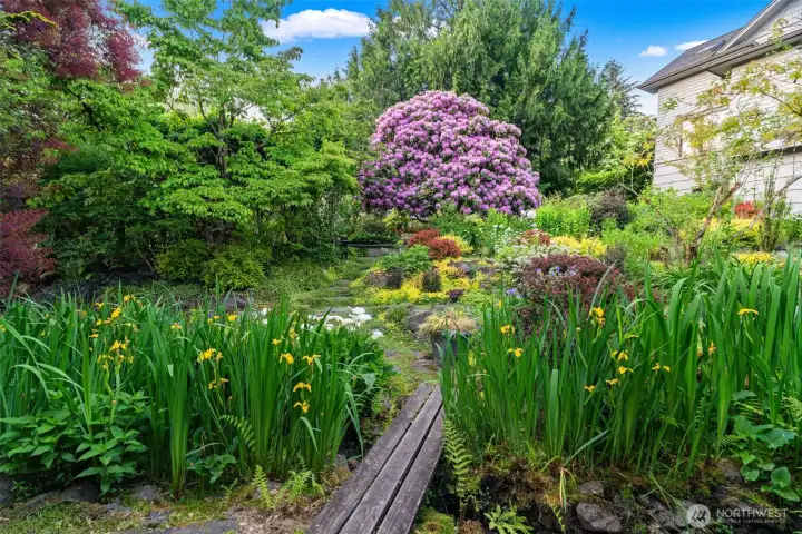 A wooden footbridge leads you through a sea of golden irises and ferns toward a spectacular full-bloom rhododendron — this is a garden that reveals something new and beautiful at every turn.