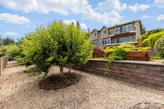 pear tree