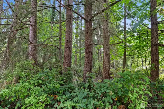 Mature Timber