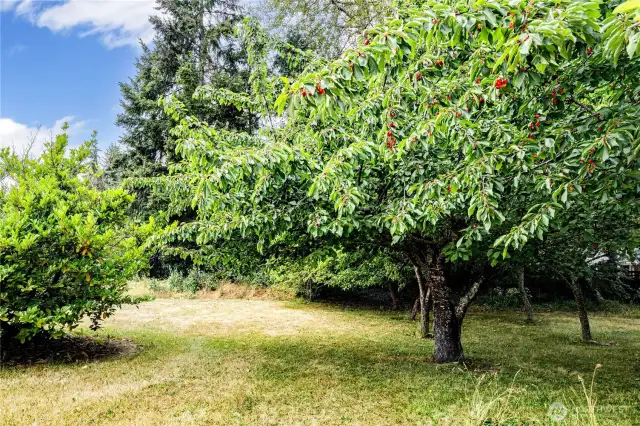 Fruit trees/Common Area