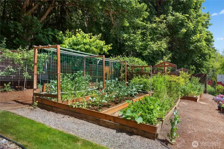 Raised Gardens