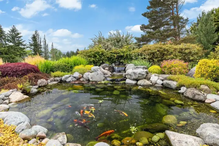 Koi pond and waterfall Koi pond and waterfall