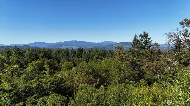 Above the trees facing Olympics