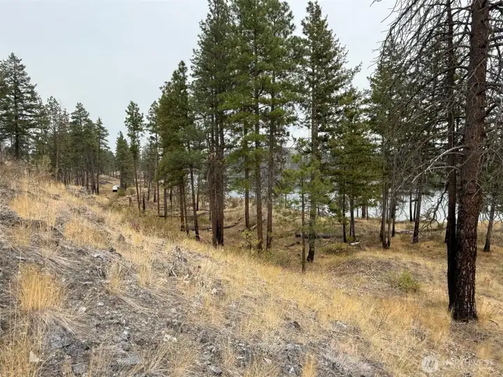 Follow this drainage SW from the building site to explore the Albrecht Lake side of the property.