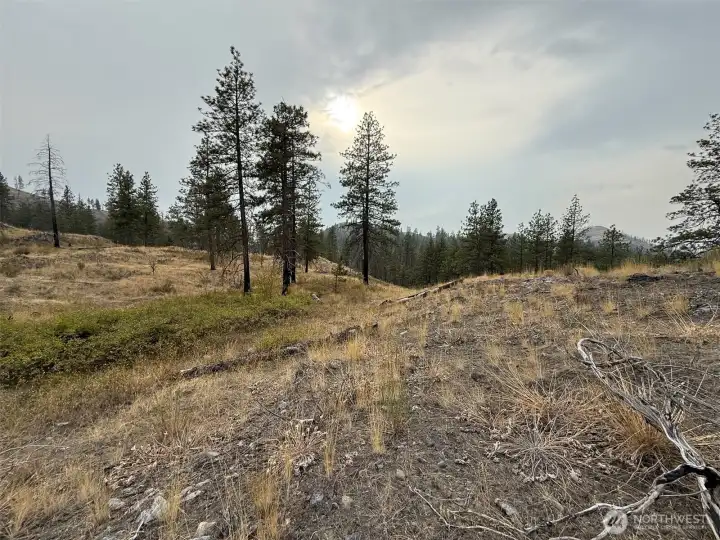 This small saddle near the southern property line is the easiest way to access the Albrecht Lake shoreline.