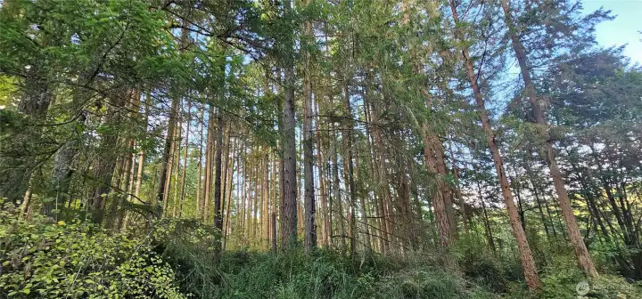 approox. 6,000 mbf of marketable timber to offset the cost.