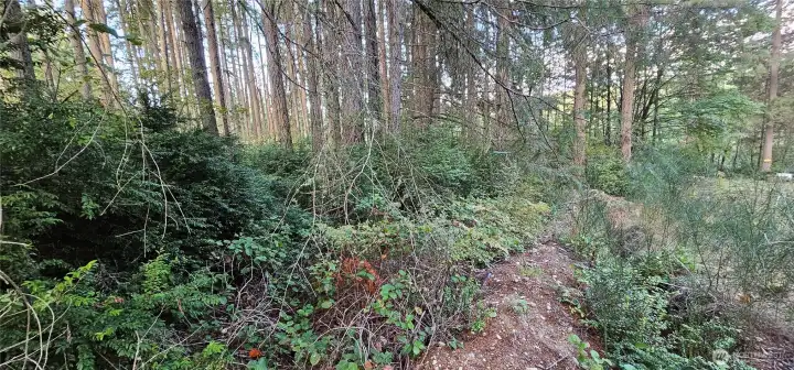 Property line near center of photo, lot is left of drainage ditch.