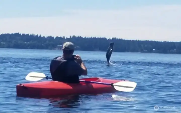 A playful seal leaps in front of the listing agent as he explores a nearby nature reserve.
