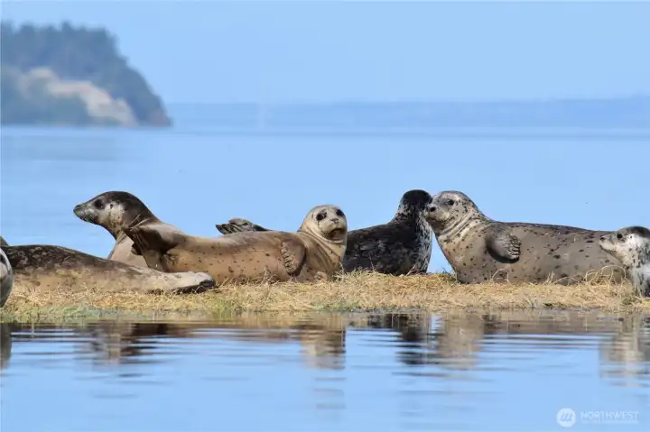 Seals soaking up the sun.