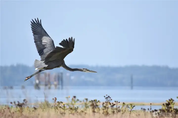 A great blue herron takes off from the shoreline.