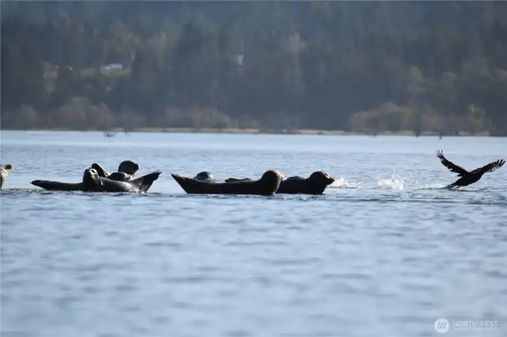 Seals and eagles compete for a salmon meal.