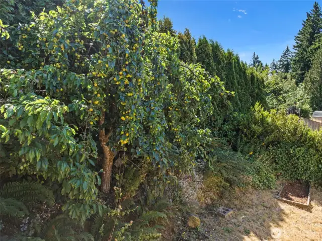 Many fruit trees on the property, from plums, to apples, to figs!