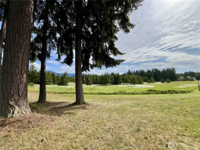 Meadow view