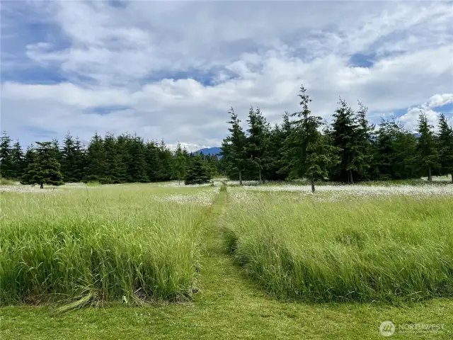 Meadow