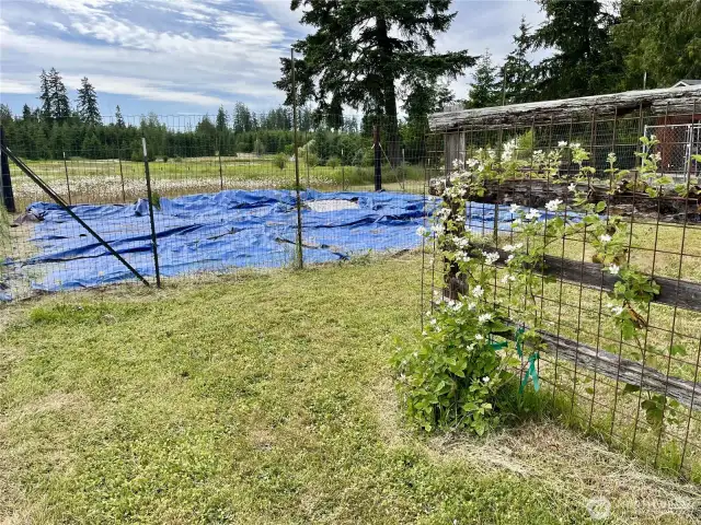 Garden 1